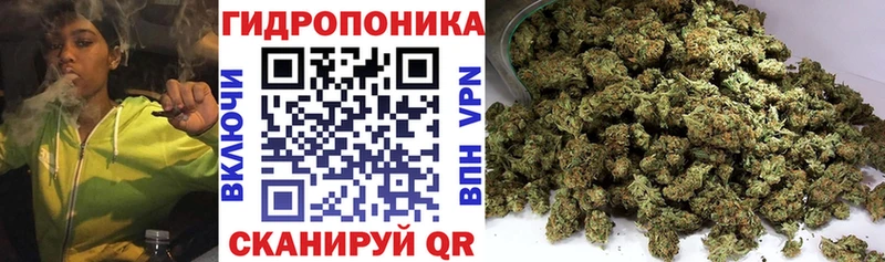 Конопля сатива  Заполярный 